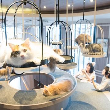 日本最新疫情動態(tài)與探索自然美景之旅