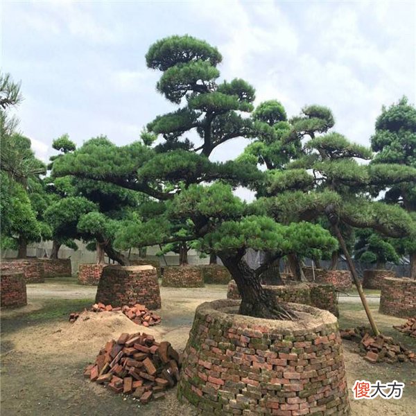 大羅漢松價(jià)格深度解析與科普知識(shí)分享