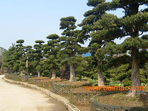 大羅漢松價(jià)格深度解析與科普知識(shí)分享