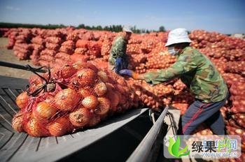 山東洋蔥最新價(jià)格行情分析與趨勢(shì)預(yù)測(cè)