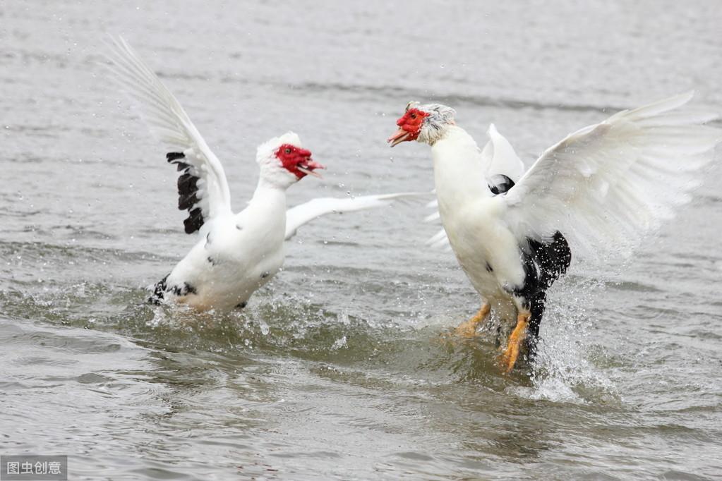 今日水禽網(wǎng)鴨產(chǎn)品行情概覽與分析