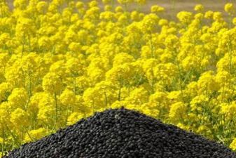 菜籽油價(jià)格及小巷味覺寶藏探秘