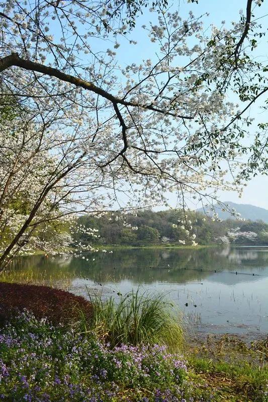 杭州櫻花最新報(bào)道或資訊